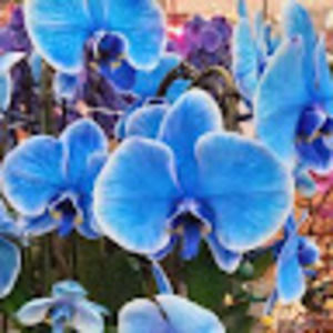 Meet your Posher, Starry